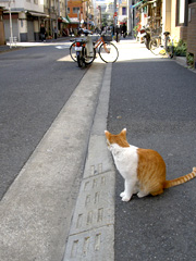 ネコも歩道