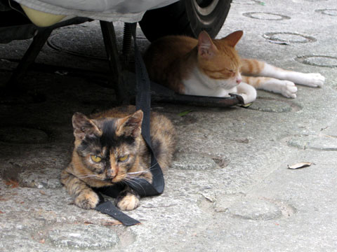 summer, cats, digital camera